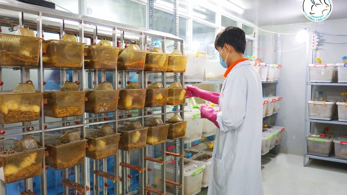 Viện Tế bào gốc dần trở thành nơi cung cấp động vật phục vụ cho nghiên cứu uy tín ở Việt Nam