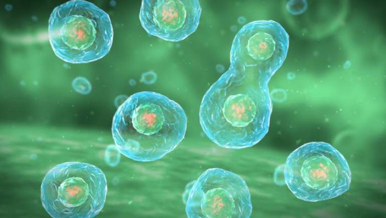 Điều trị bệnh bằng tế bào gốc: Chín điều cần biết