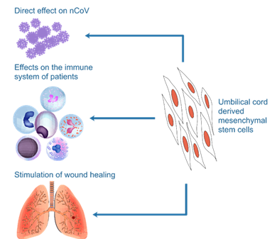 Tiềm năng sử dụng công nghệ của Viện Tế bào gốc trong quy trình điều trị COVID-19