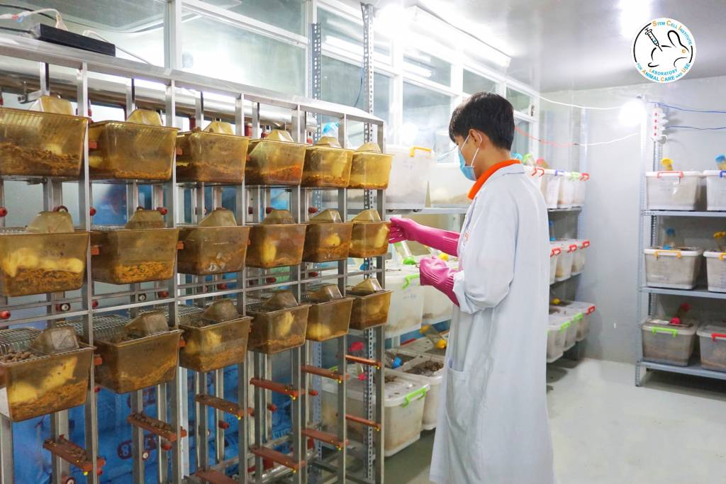 Viện Tế bào gốc dần trở thành nơi cung cấp động vật phục vụ cho nghiên cứu uy tín ở Việt Nam